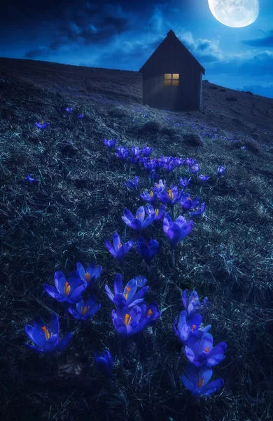 Crocus flowers in a light of full moon — Stock Photo, Image