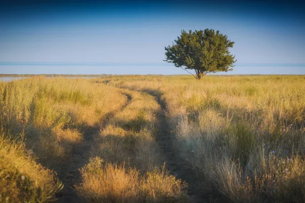 Árbol solitario en un valle amarillo de verano —  Fotos de Stock