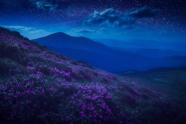 Montagne couverte de fleurs violettes meny — Photo