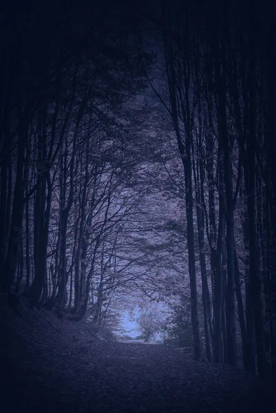 De weg door het bos van de nacht Karpaten — Stockfoto