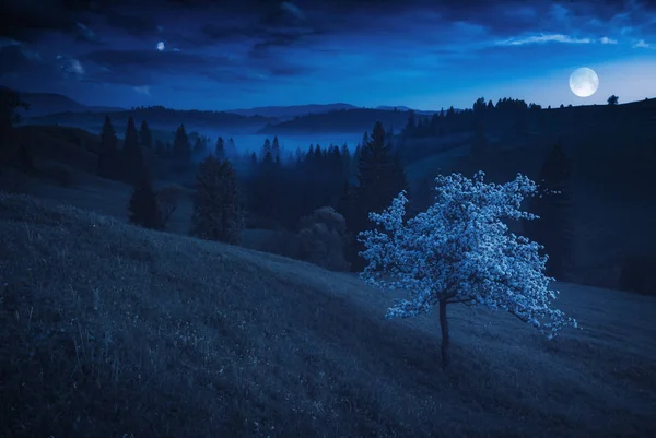 Bloeiende boom op een heuvel van de berg in een maanlicht — Stockfoto