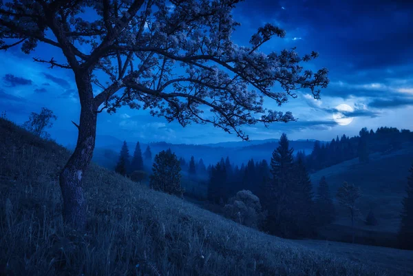Bloeiende boom op een heuvel in een maanlicht — Stockfoto