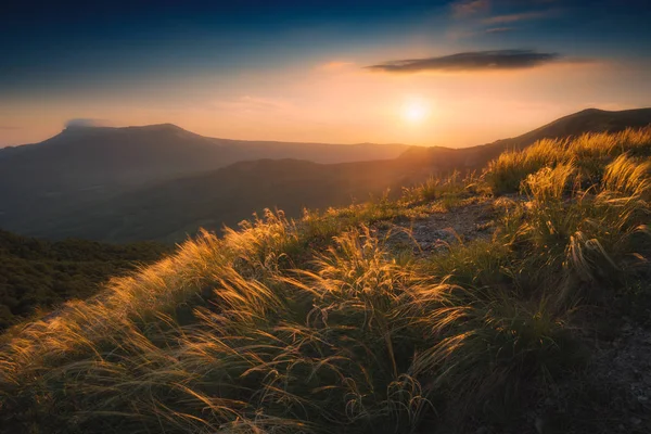 Перьевая трава на ветру при закате — стоковое фото