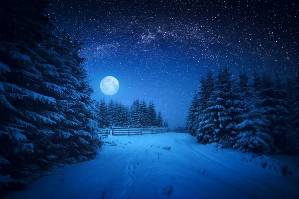 Величественный зимний лес — стоковое фото