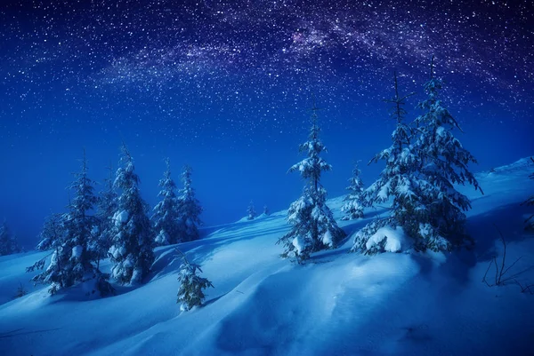 在晚上的冬季森林 — 图库照片
