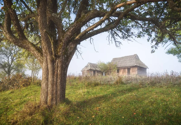 Viejas casas de madera bajo el gran árbol en una colina — Foto de Stock