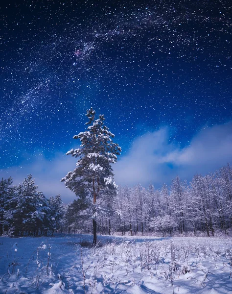 Bos bedekt met verse sneeuw in een maanlicht — Stockfoto