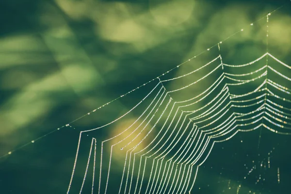 Teia de aranha com orvalho matinal — Fotografia de Stock