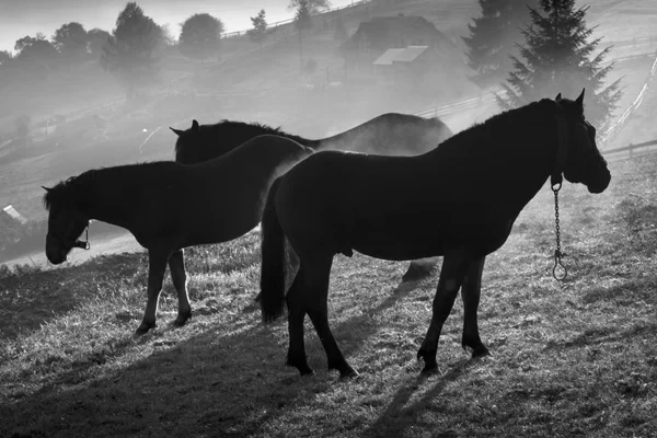 Caballos de pie en un prado en la niebla de la mañana — Foto de Stock