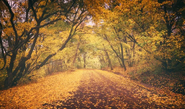 秋の森を抜ける道 — ストック写真