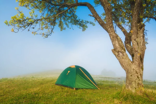 Travel tent under the tree on a green meadow