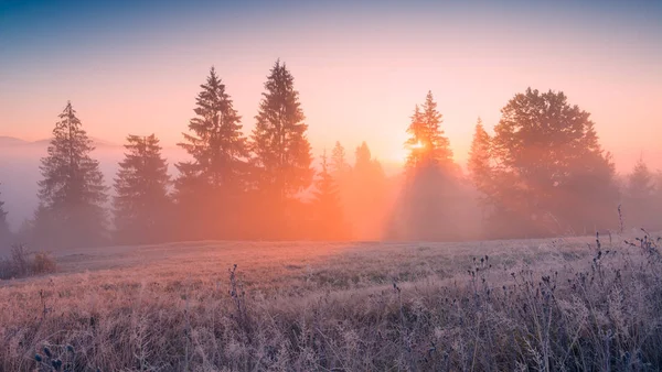 Rosafarbenes Morgenlicht lag über einem frostigen Tal — Stockfoto