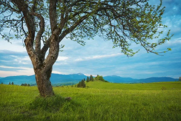 Bir akşam ışık harika spring valley — Stok fotoğraf