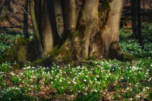 Flores de Leucojum brotam através das folhas caídas — Fotografia de Stock