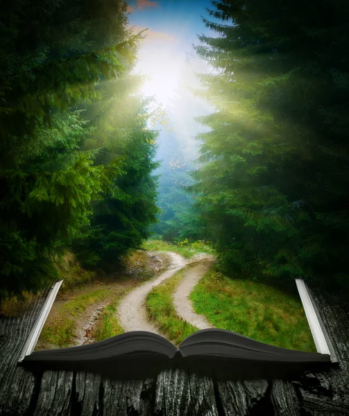 Way through the forest on the book — Stock Photo, Image