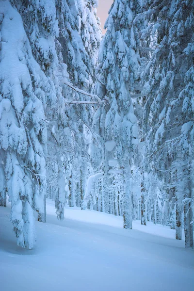 Świerkowy las pokryty świeżym puszystym śniegiem 2 — Zdjęcie stockowe