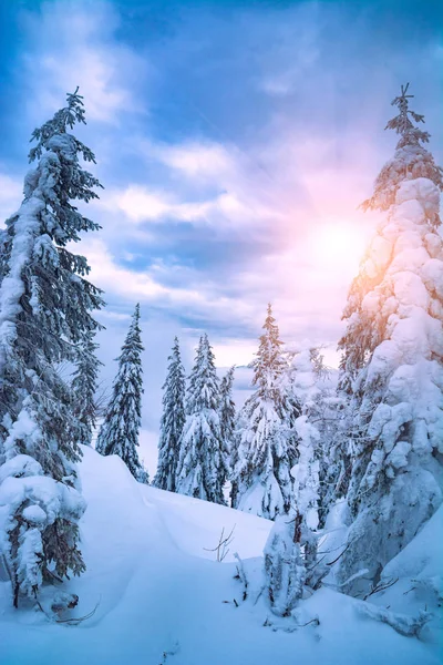 Strahlender Sonnenschein erhellt den Wald — Stockfoto