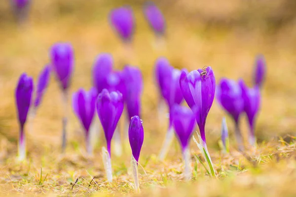 Muchas flores de azafrán púrpura — Foto de Stock