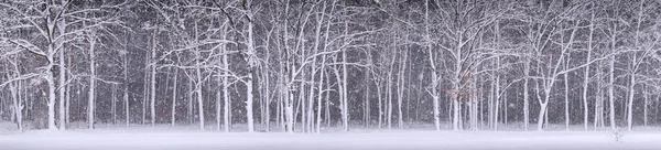 Panorama de bosque de invierno —  Fotos de Stock