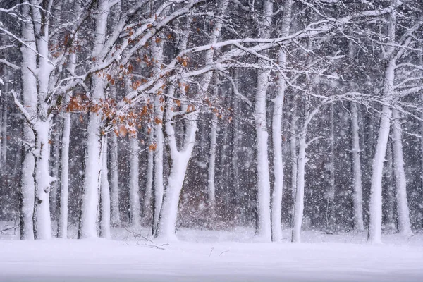 Nieve en un bosque de invierno — Foto de Stock