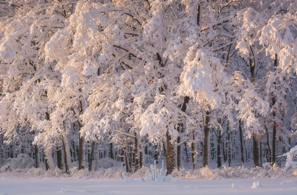 Bosque de invierno de cuento de hadas cubierto de nieve esponjosa —  Fotos de Stock