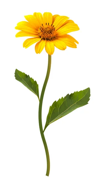 Κίτρινο Λουλούδι Λευκό Φόντο Vector Εικονογράφηση — Διανυσματικό Αρχείο