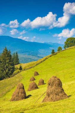 Otlakta saman yığınları olan Alp Dağı vadisi. Güzel, huzurlu bir yaz manzarası. Karpatlar, Ukrayna, Avrupa