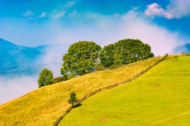 Alp dağı sisli çayırı. Güzel, huzurlu bir manzara. Karpatlar, Ukrayna, Avrupa