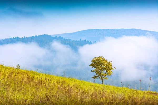 Manzano Solitario Una Colina Una Naturaleza Salvaje Hermoso Paisaje Idílico — Foto de Stock