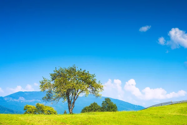 Manzano Una Colina Hermoso Paisaje Idílico Cárpatos Ucrania Europa —  Fotos de Stock