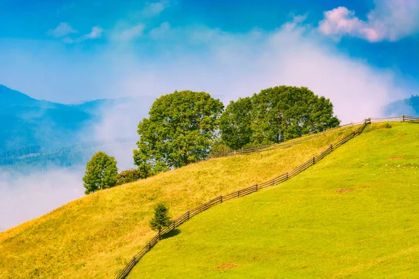 Alp dağı sisli çayırı. Güzel, huzurlu bir manzara. Karpatlar, Ukrayna, Avrupa