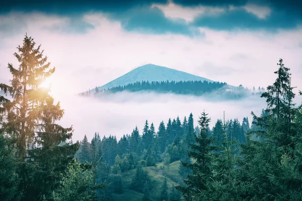 Foggig Karpatisk Granskog Med Avlägsen Bergstopp Djup Dimma Grunge Filter — Stockfoto