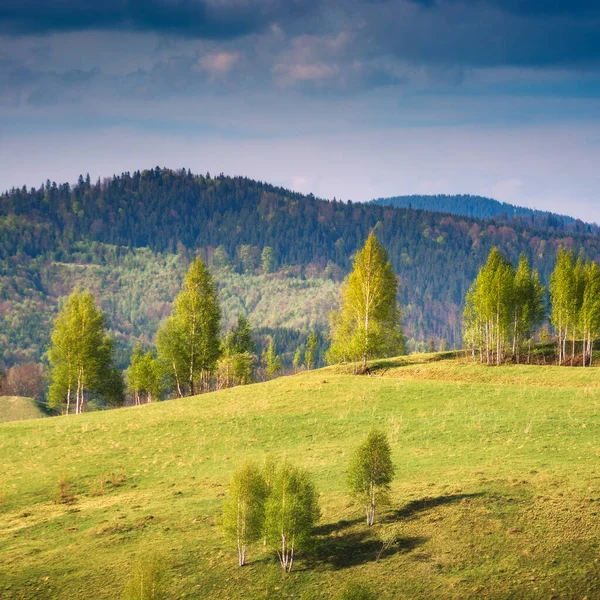 Björkar Böljande Kullar Fjälldal Underbar Natur Landskap Ukrainska Karpaterna Vårtid — Stockfoto