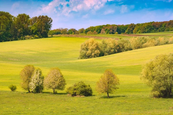 Campo Sembrado Primavera Cubierto Verduras Frescas Ucrania Europa —  Fotos de Stock