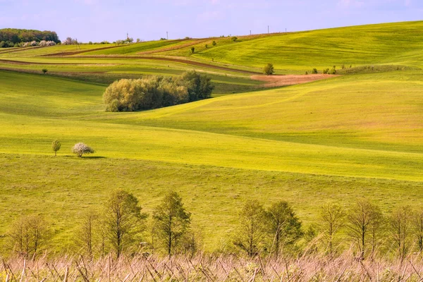 Campo Rodante Sembrado Primavera Cubierto Verdes Frescos Ucrania Europa —  Fotos de Stock