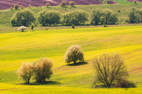 Campo Sembrado Primavera Cubierto Verde Fresco Ucrania Europa —  Fotos de Stock