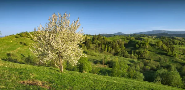 Blommande Äppelträd Gräsbevuxen Äng Ett Karpatiskt Berg — Stockfoto