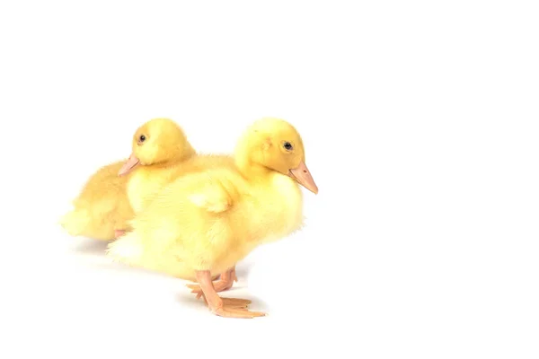 Patitos aislados en blanco — Foto de Stock