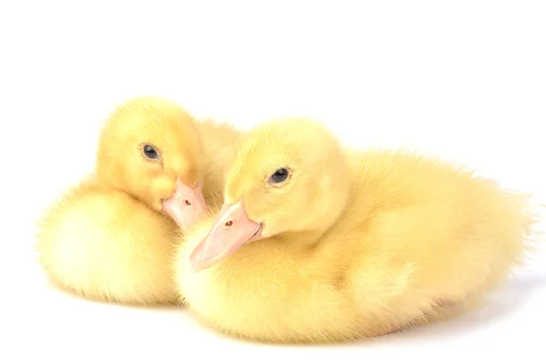 Ducklings isolated on white — Stock Photo, Image