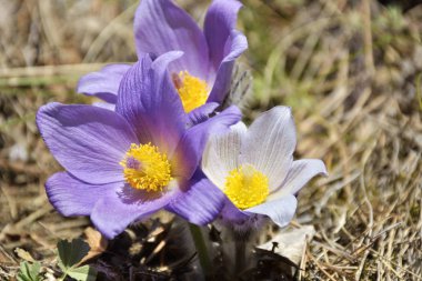 dağ pasqueflower (pulsatilla montana)