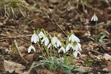 Kardelen (Galanthus nivalis) taşkın yatağının ormandaki