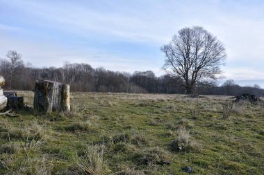 Ormanda eski bir güdük