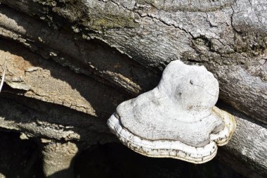 Ölümü mantar ald güdük üzerinde