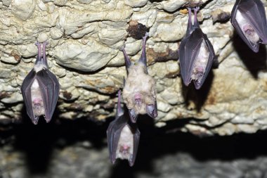 Grup büyük nalburunlu yarasa (Rhinolophus ferrumequinum)