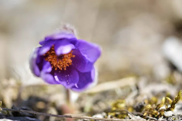 Pasqueflower de montanha (Pulsatilla montana ) — Fotografia de Stock