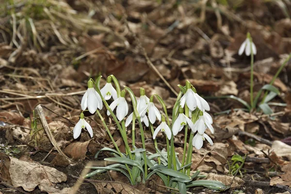 Schneeglöckchen (galanthus nivalis) in einem Auenwald — Stockfoto