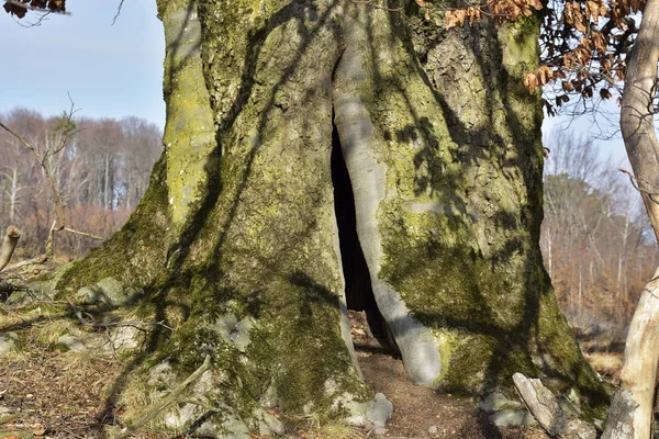 Pohon berongga di hutan, ditutupi dengan lumut — Stok Foto