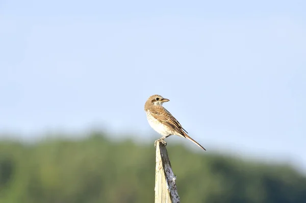 Vermelho - Shrike apoiado no ramo — Fotografia de Stock