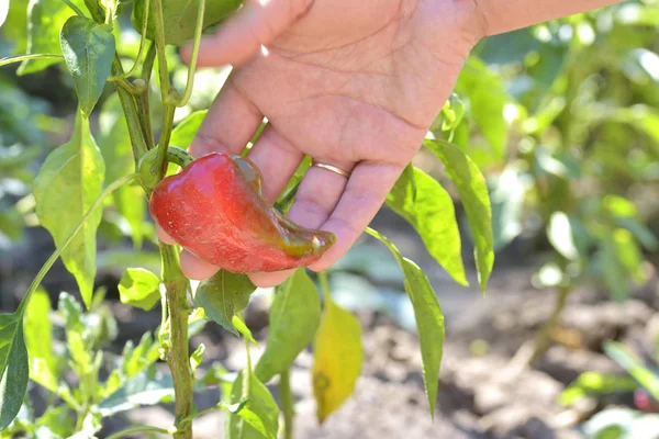 Pimenta vermelha no jardim vegetal — Fotografia de Stock