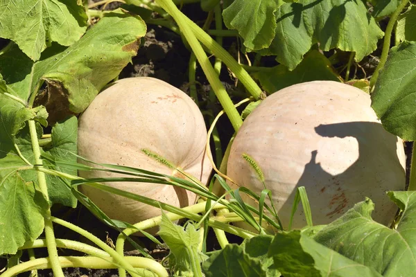 Duas abóboras de torta em um campo de fazenda ou jardim — Fotografia de Stock